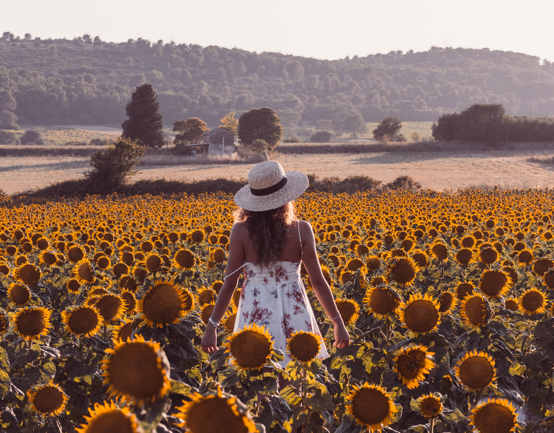 Femme de dos face à un champ de tournesols au lever du soleil en Provence