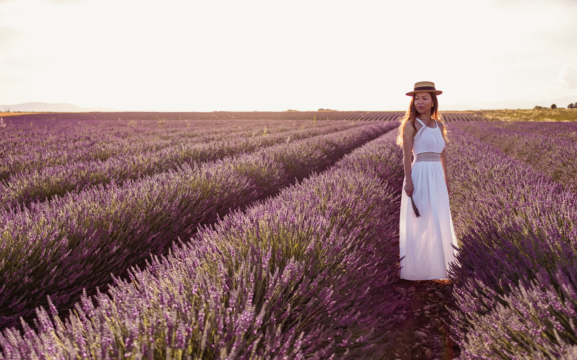 Signature — lavender at golden hour, Provence
