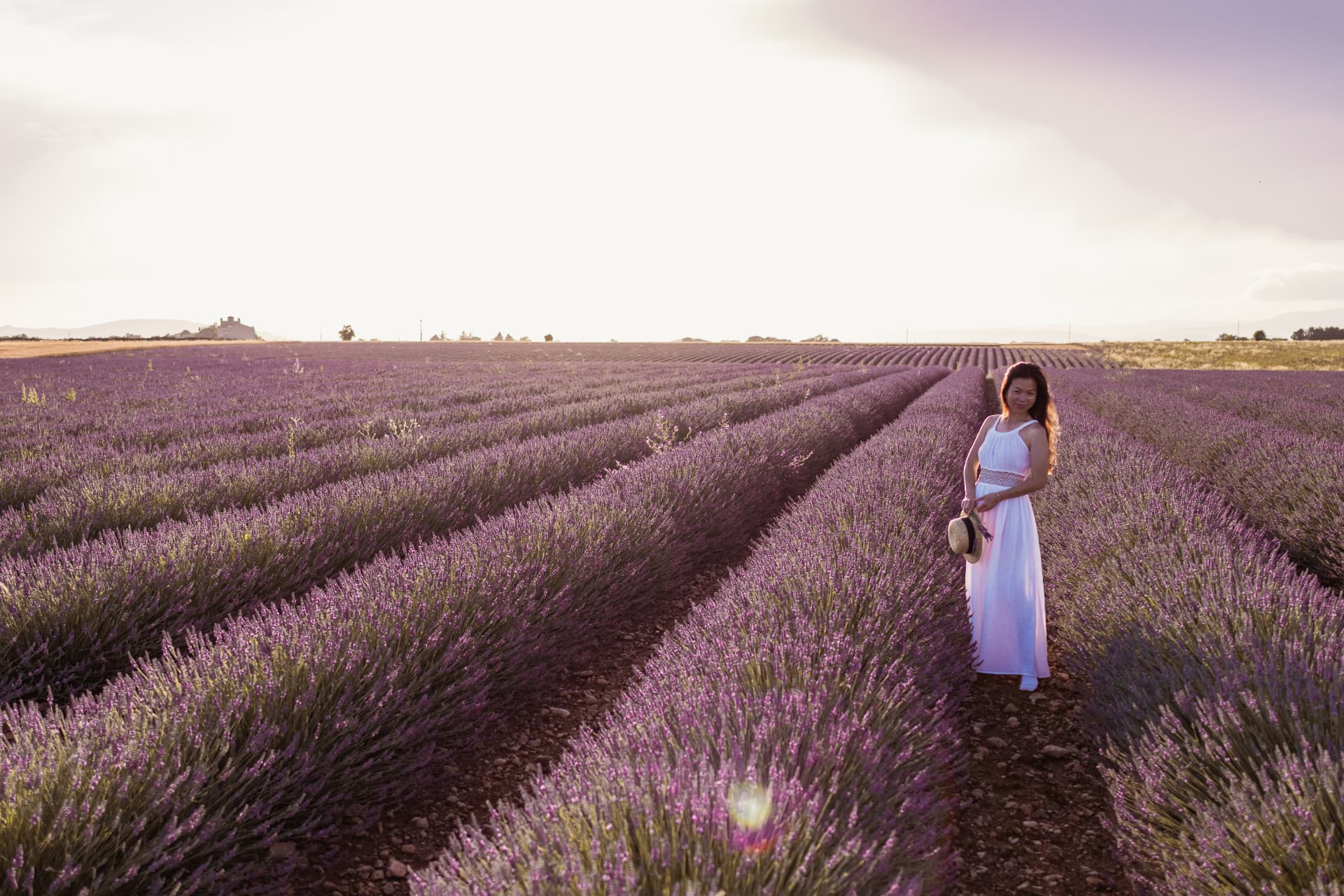 Rangs de lavande du plateau de Valensole à perte de vue
